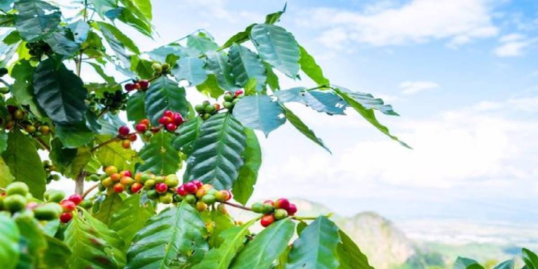 Türkiye'de yetişmez dediler ama ilk hasat yapıldı! Her ülkede tüketiliyor ama üretilmiyor! Türkiye'nin kapısını çalacaklar 2